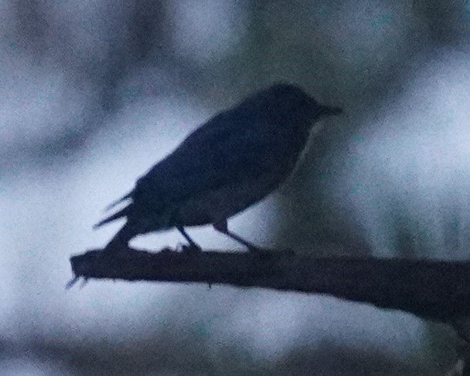 Eastern Bluebird - ML620757870