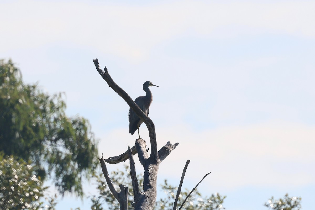 White-faced Heron - ML620757873