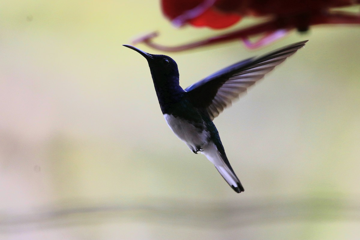 White-necked Jacobin - ML620757876