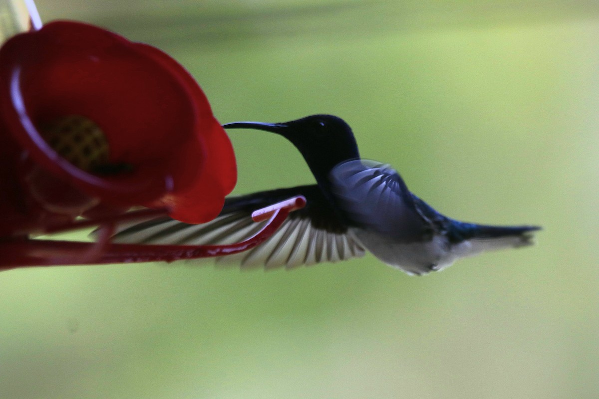 White-necked Jacobin - ML620757877