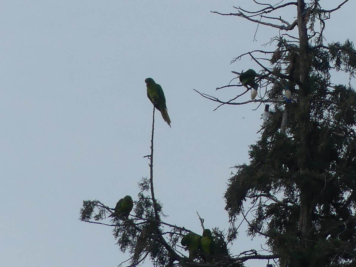 Green Parakeet - ML620757878