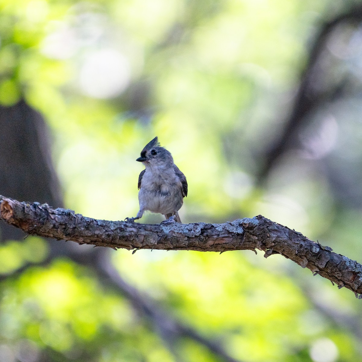 Tufted Titmouse - ML620757881