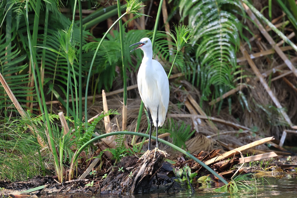 Little Egret - ML620757882