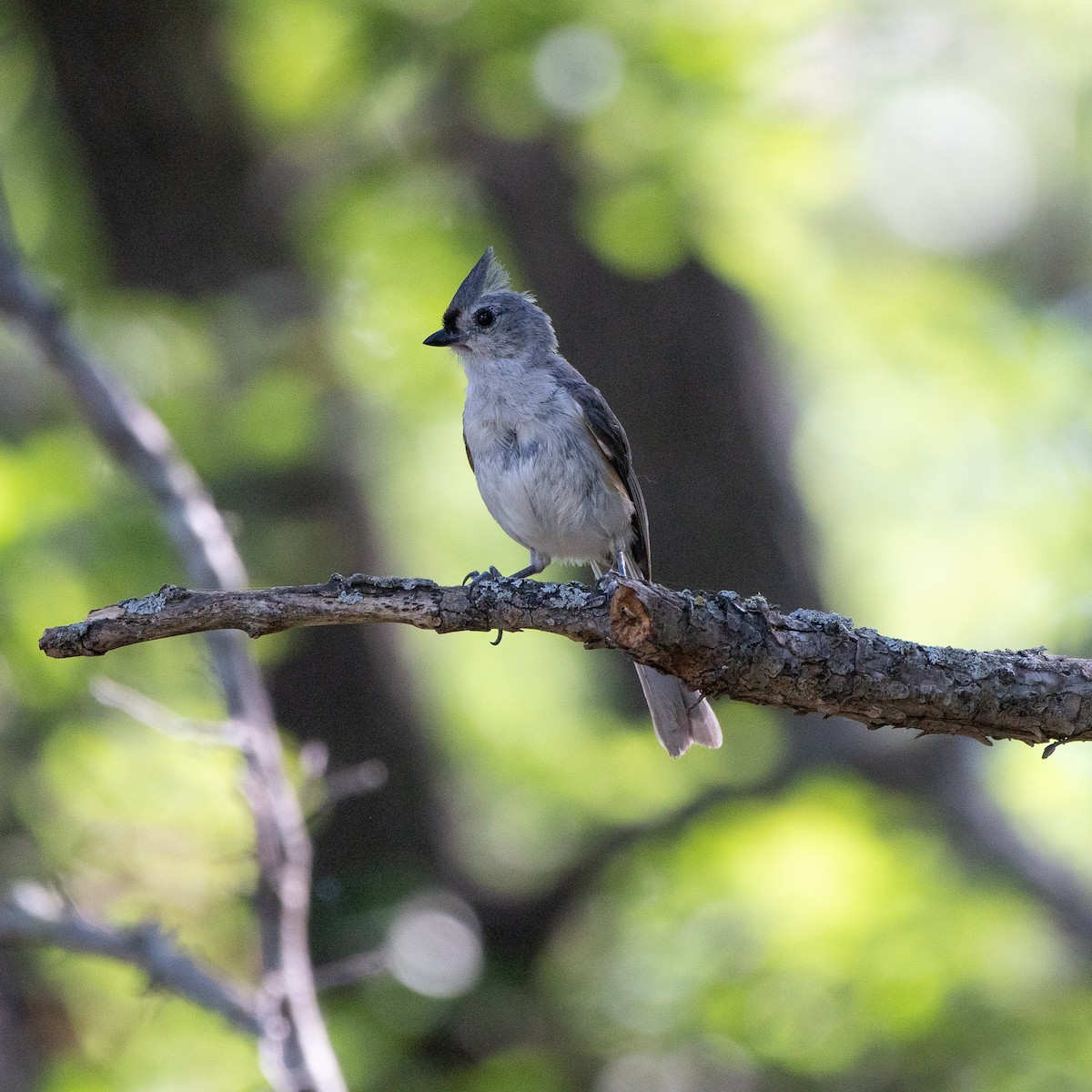 Tufted Titmouse - ML620757883