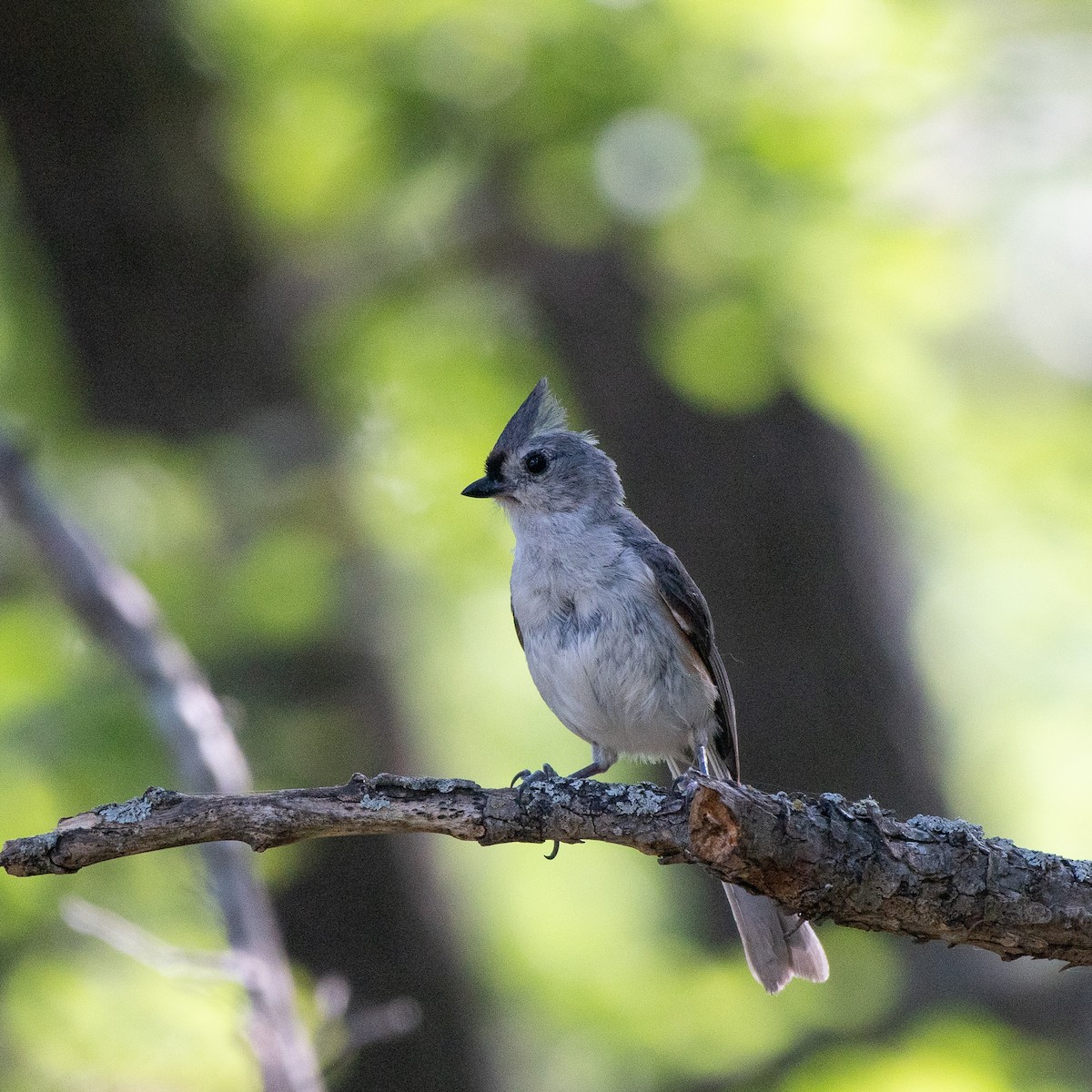 Tufted Titmouse - ML620757885