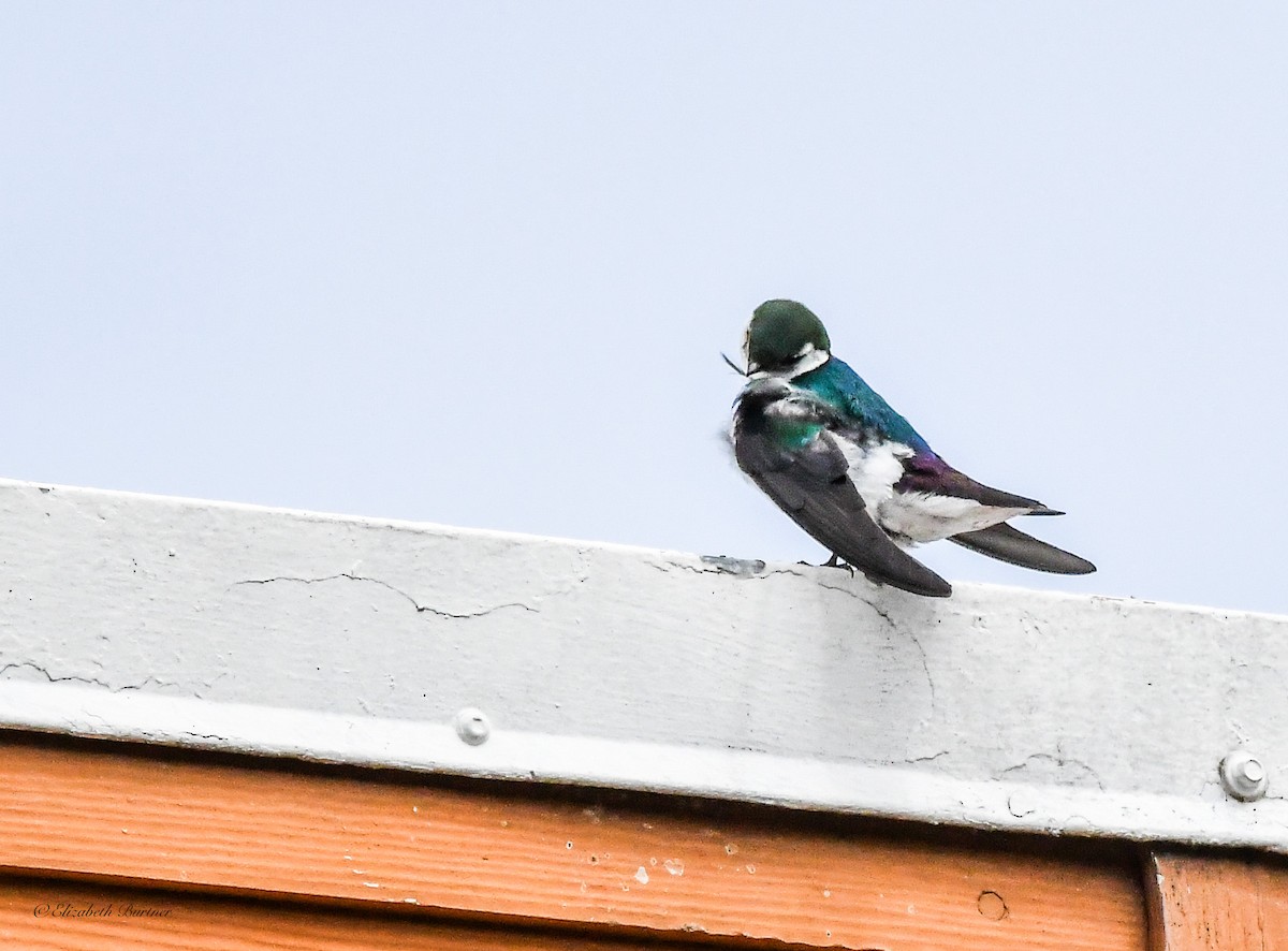 Violet-green Swallow - ML620757887