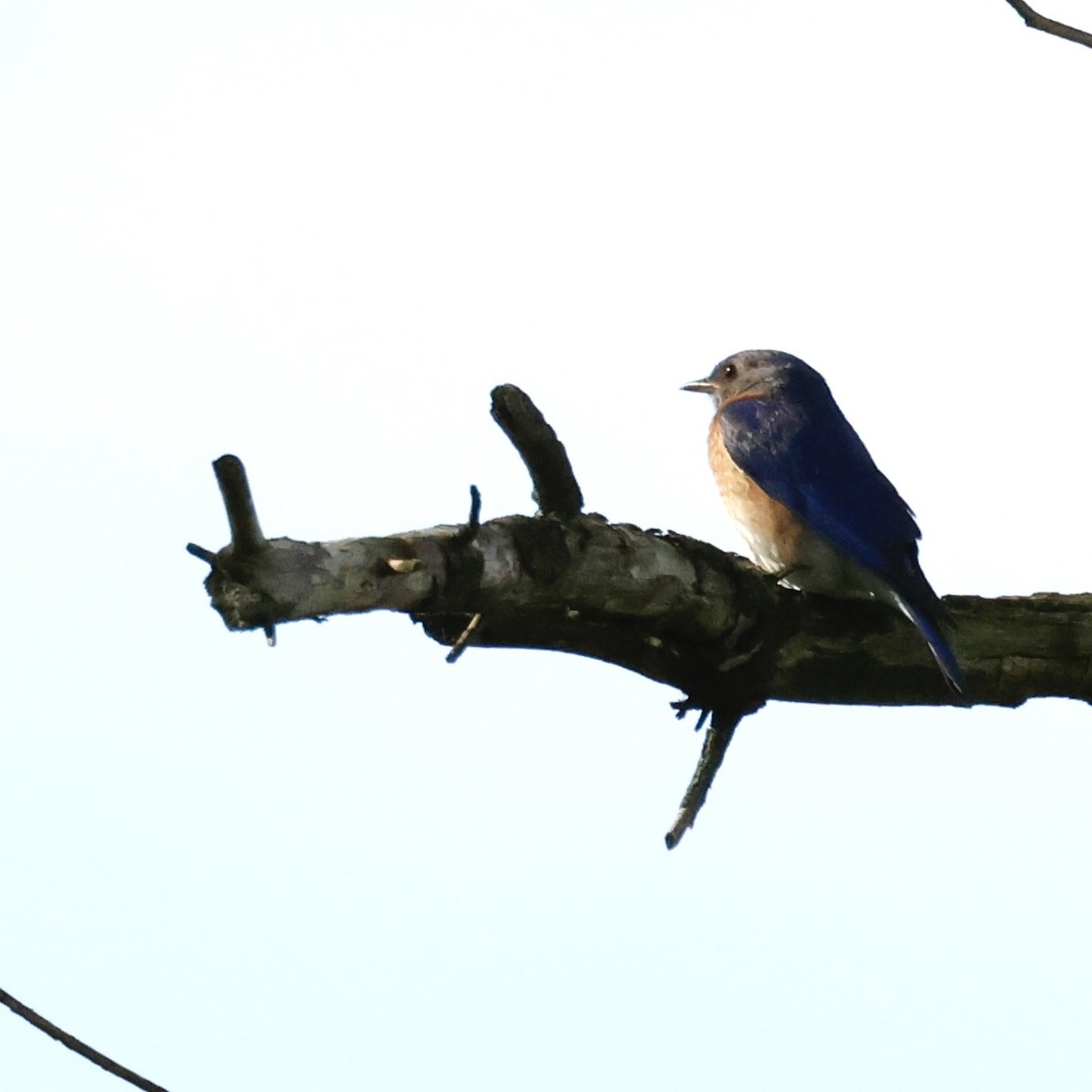 Eastern Bluebird - ML620757889