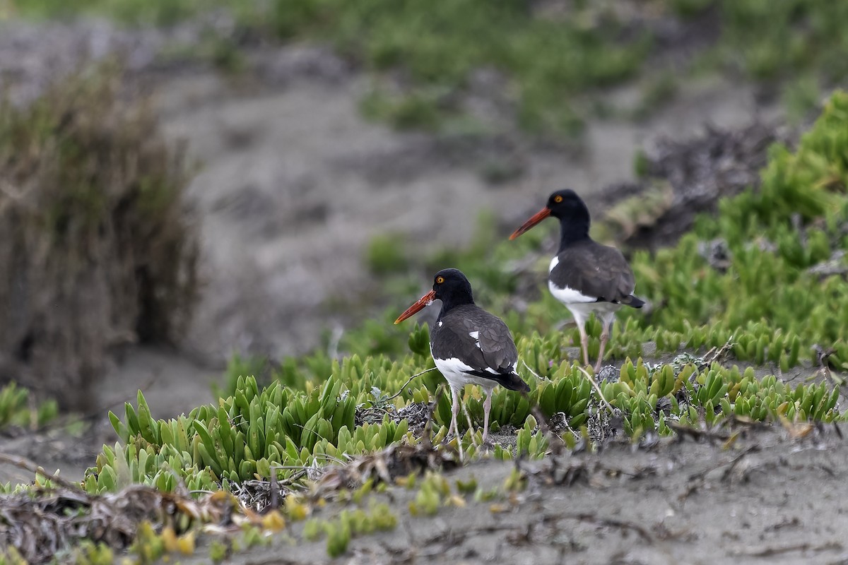 American Oystercatcher - ML620757891