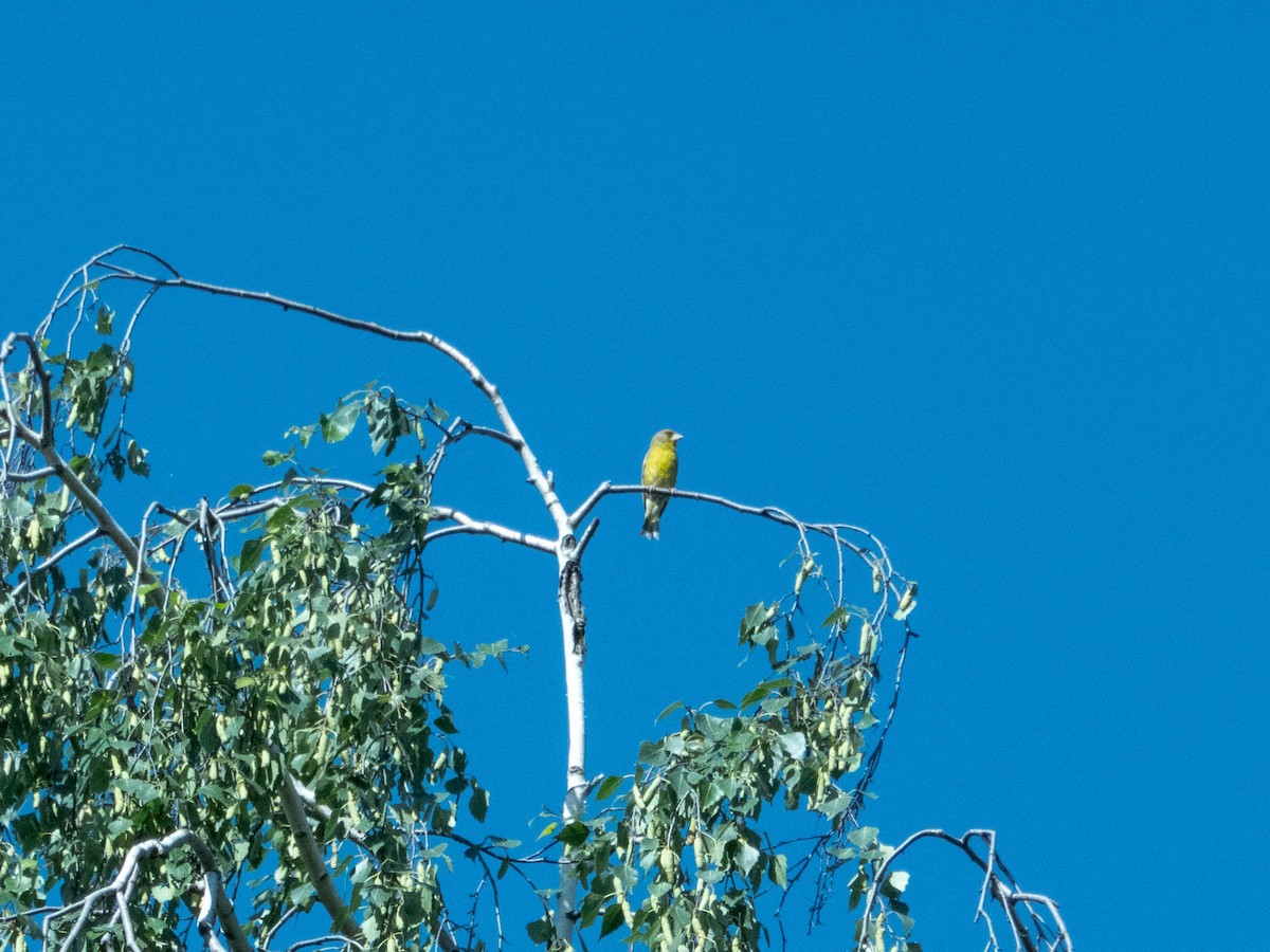 European Greenfinch - ML620757894