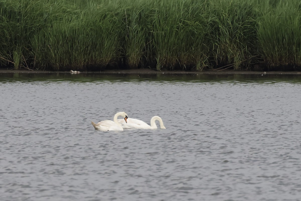 Cygne tuberculé - ML620757900