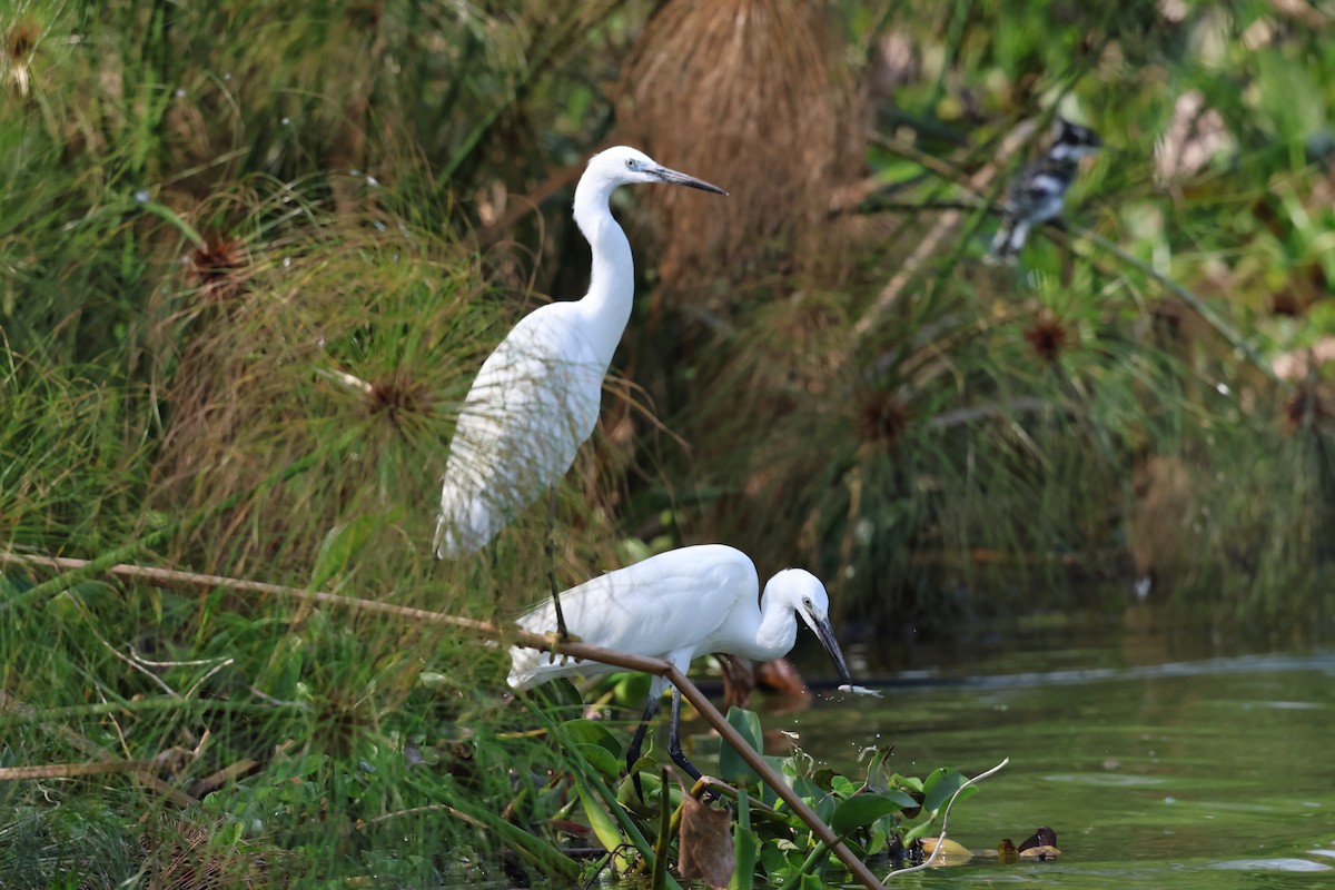 Little Egret - ML620757903