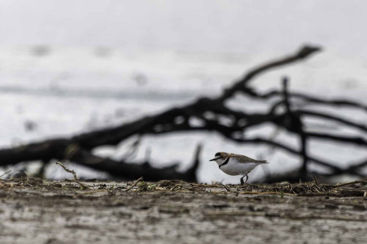 Collared Plover - ML620757904