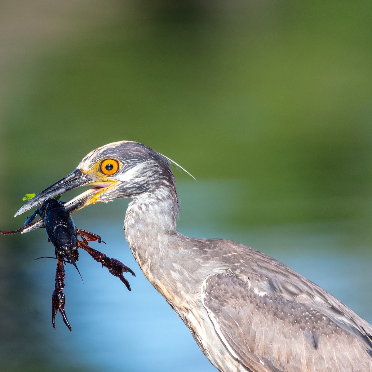 Yellow-crowned Night Heron - ML620757914