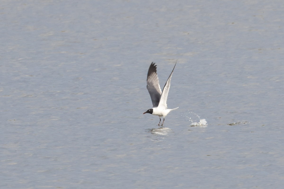 Mouette atricille - ML620757923