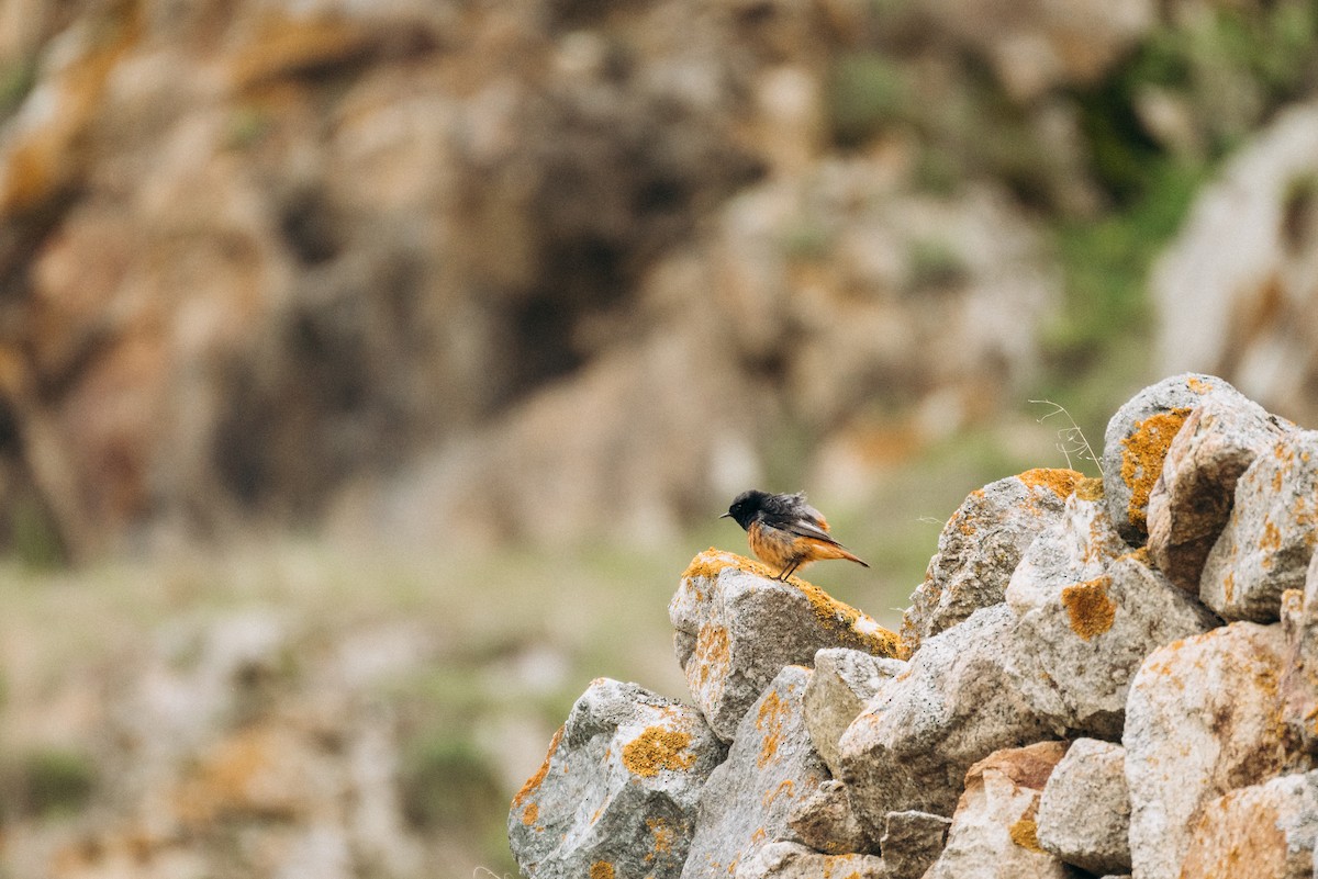 Black Redstart - ML620757930