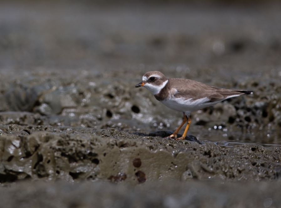 Semipalmated Plover - ML620757932