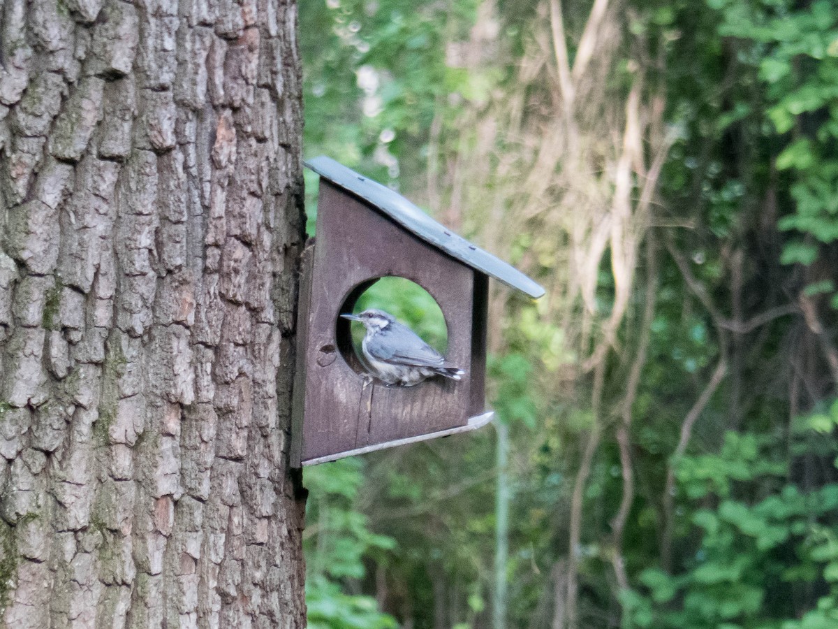 Eurasian Nuthatch - ML620757933