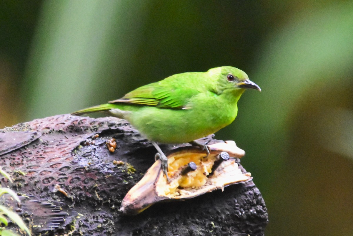 Green Honeycreeper - ML620757943