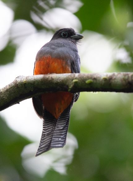 Baird's Trogon - ML620757966