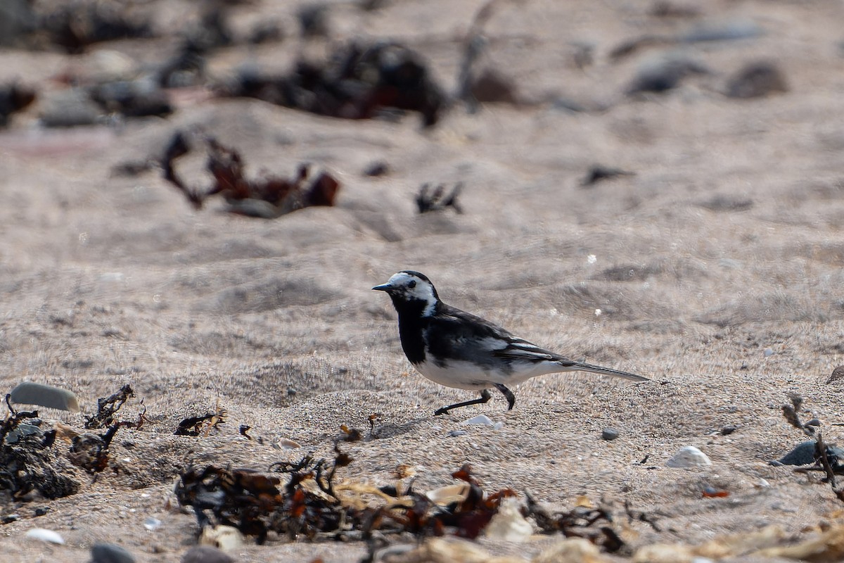 White Wagtail (British) - ML620757967