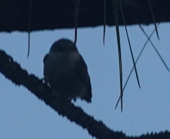 Brown-headed Nuthatch - John McCallister