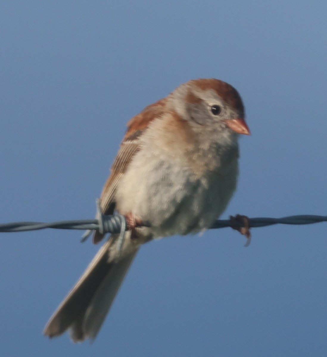 Field Sparrow - ML620757981