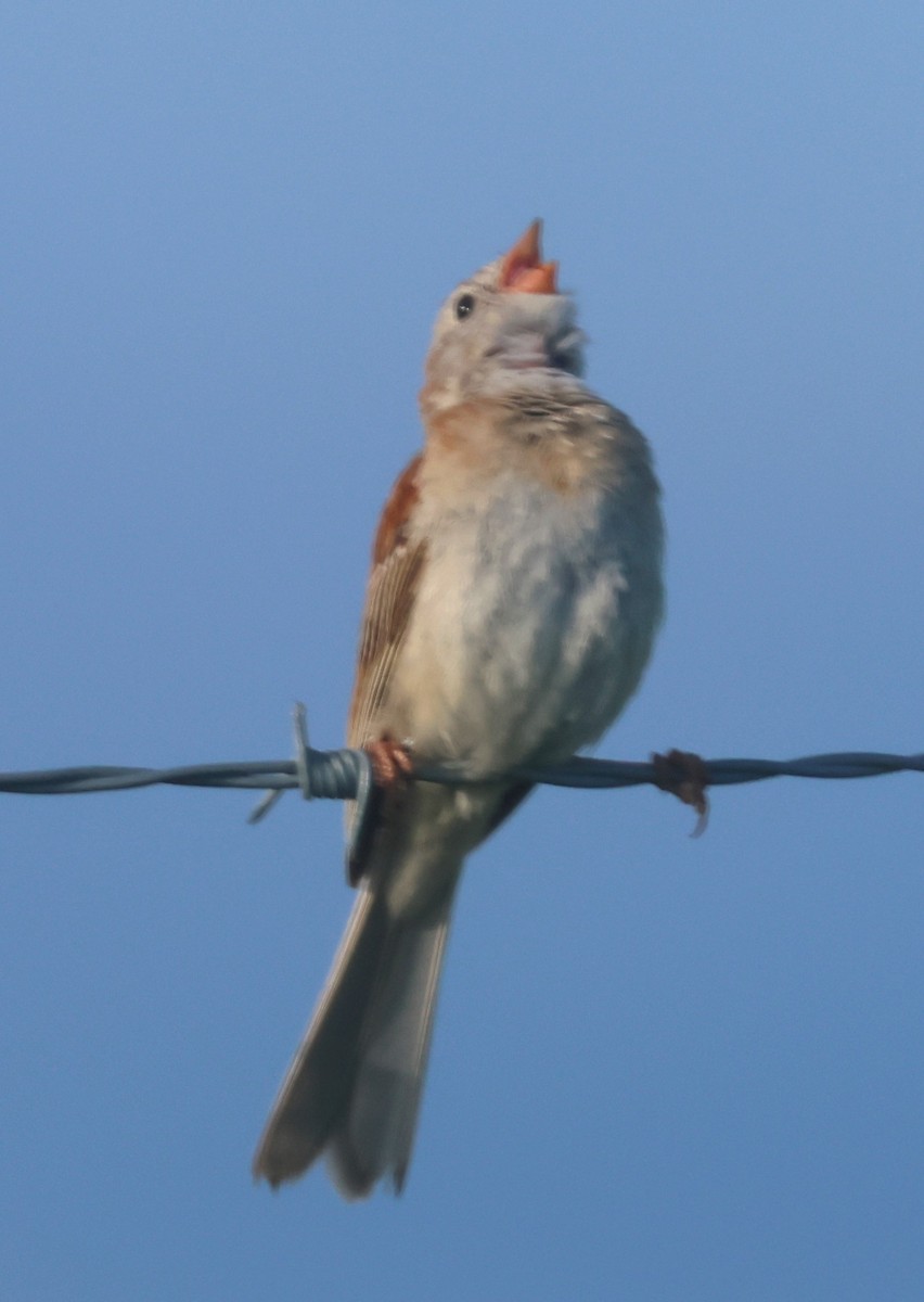 Field Sparrow - ML620757982