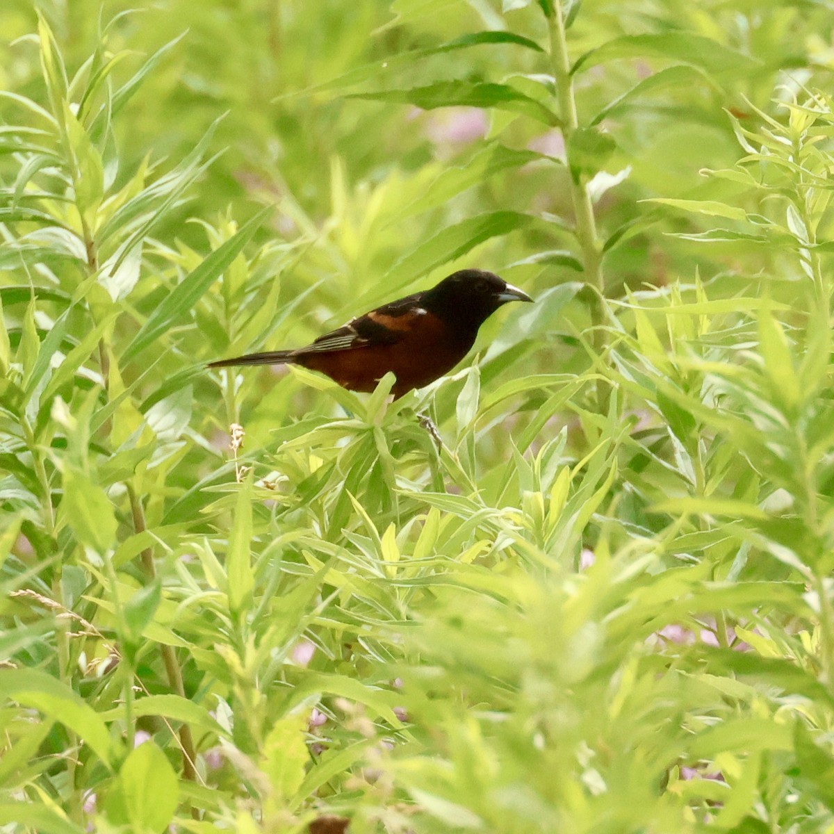Orchard Oriole - ML620757987