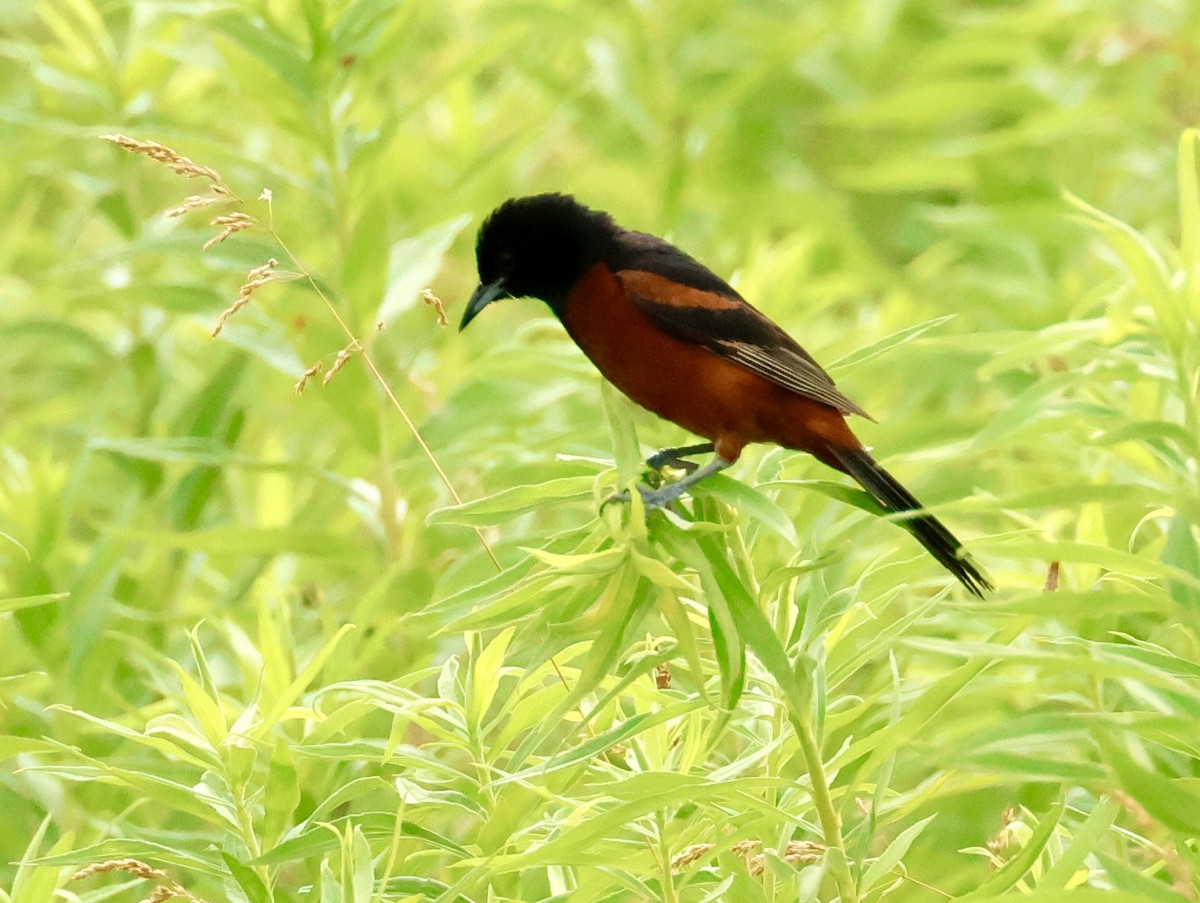 Orchard Oriole - ML620757988