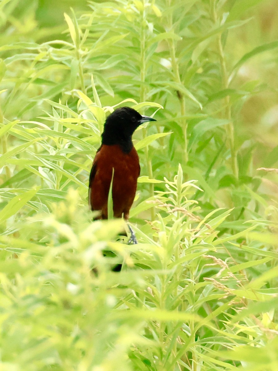 Orchard Oriole - ML620757989