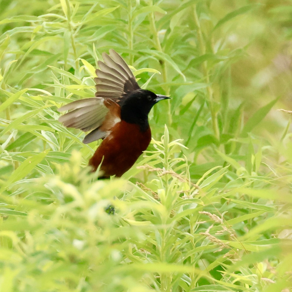 Orchard Oriole - ML620757990