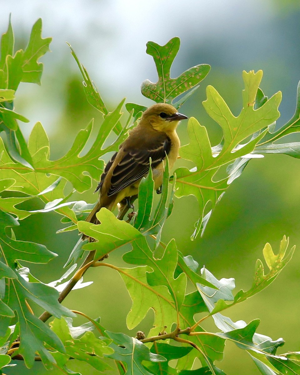Orchard Oriole - ML620757991
