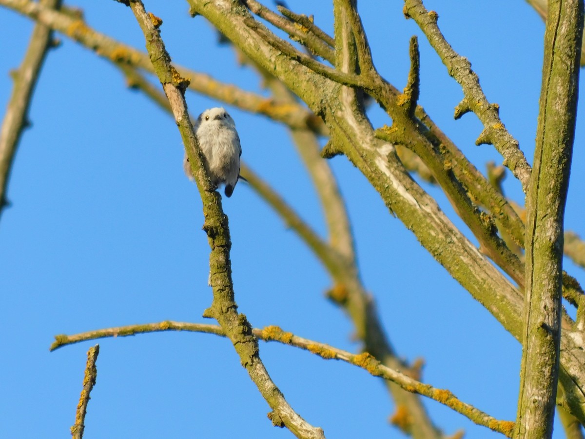 Long-tailed Tit - ML620757994