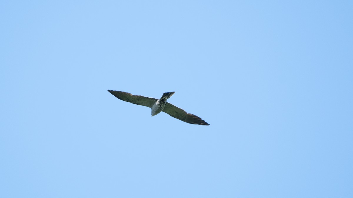 Mississippi Kite - ML620757996