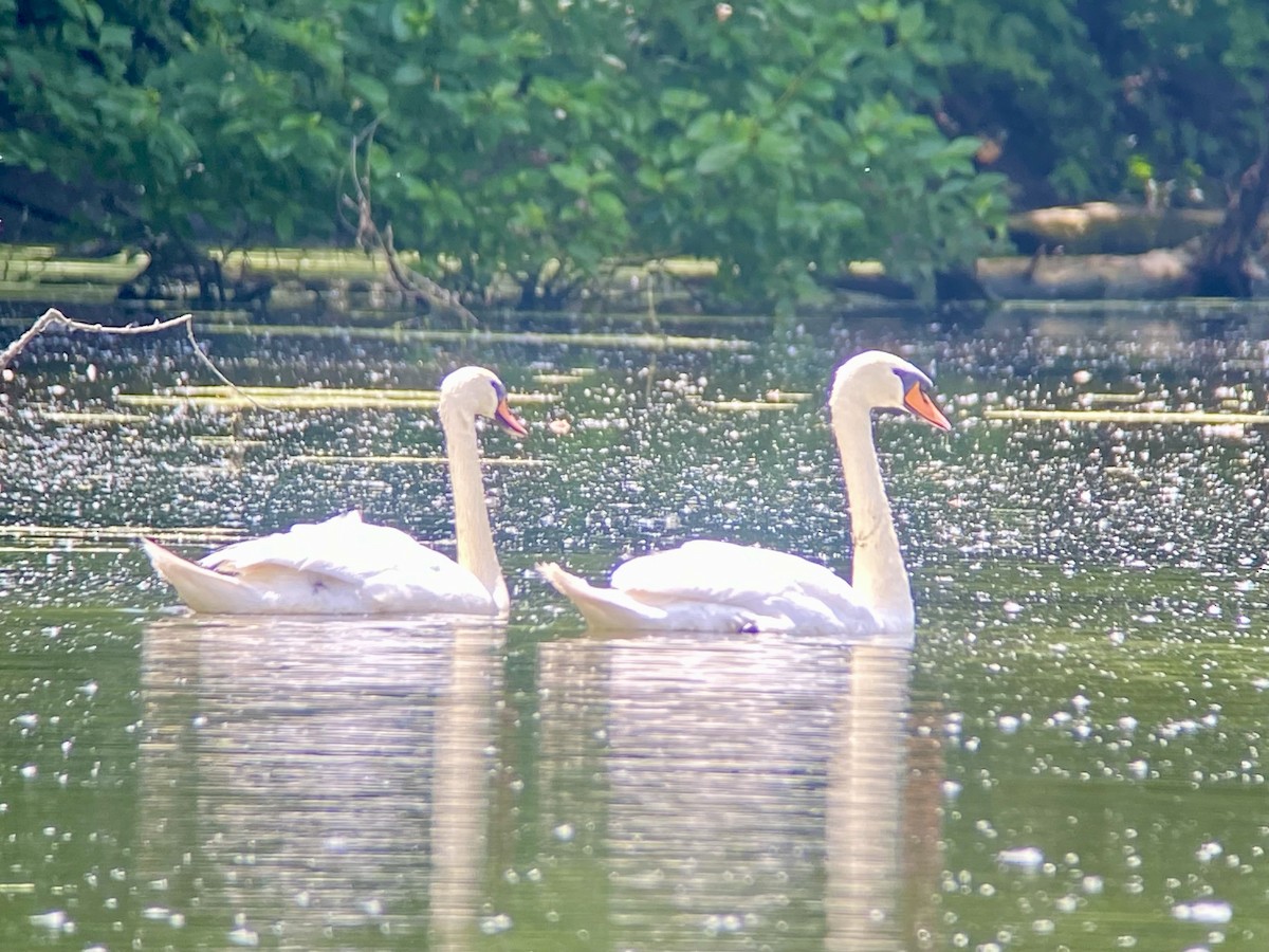 Cygne tuberculé - ML620758003