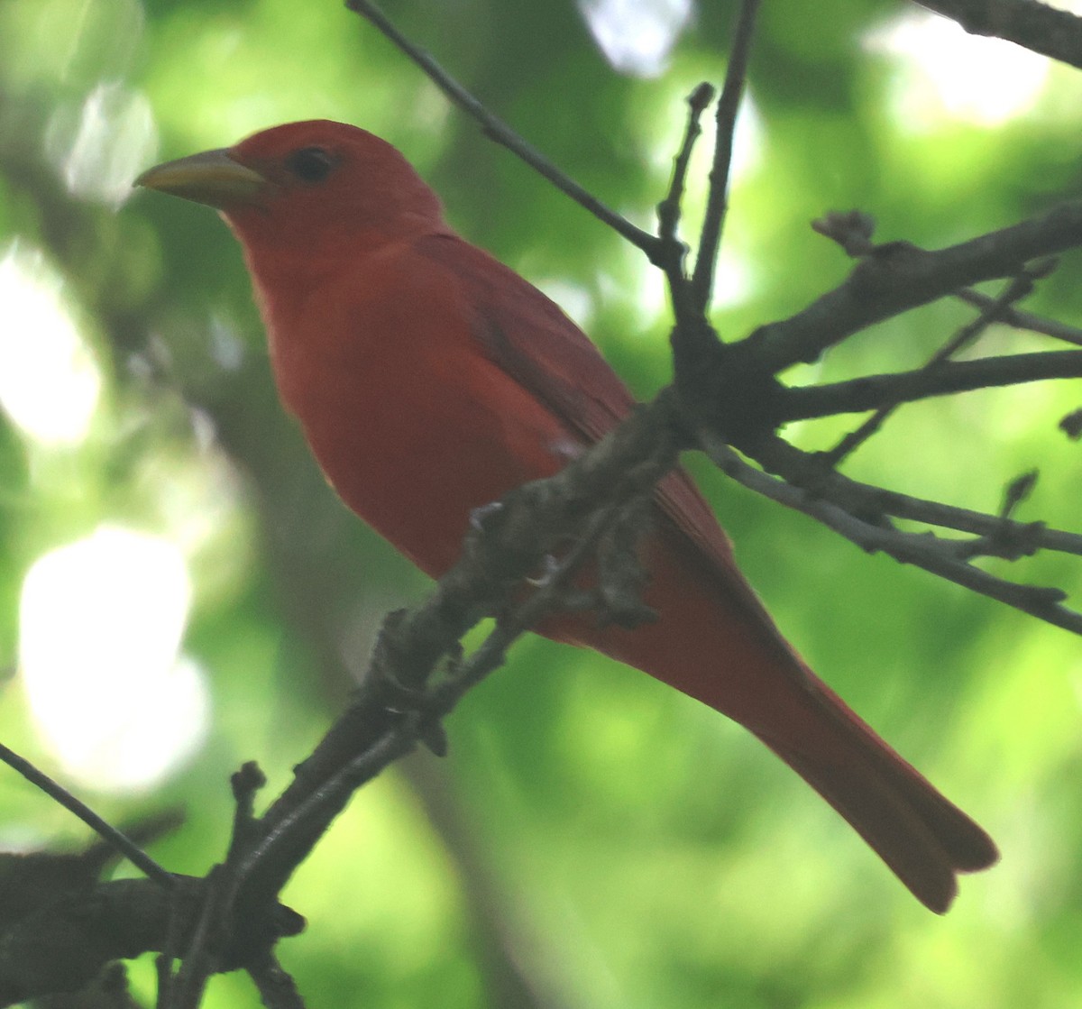 Summer Tanager - Michael Clay