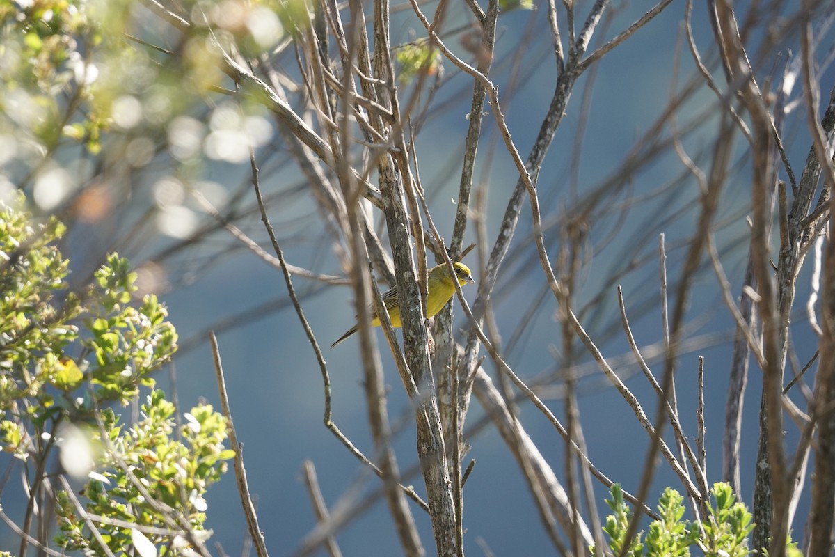 Stripe-tailed Yellow-Finch - ML620758021
