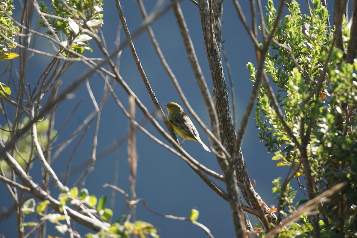 Stripe-tailed Yellow-Finch - ML620758023