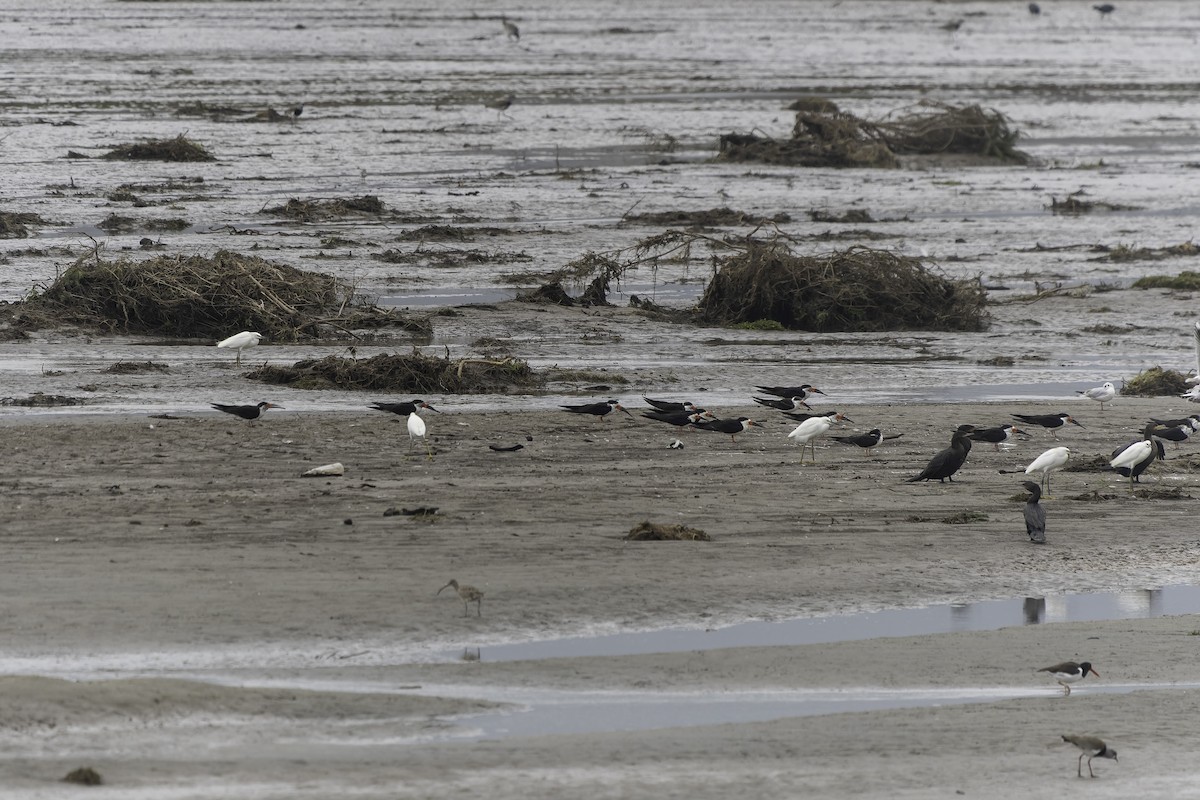 Black Skimmer (cinerascens) - ML620758024