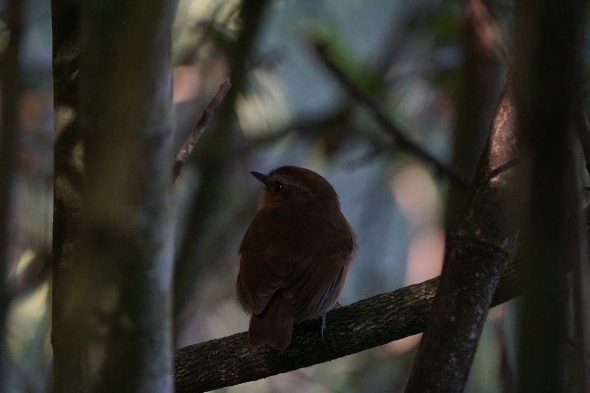 Rufous Gnateater - ML620758034