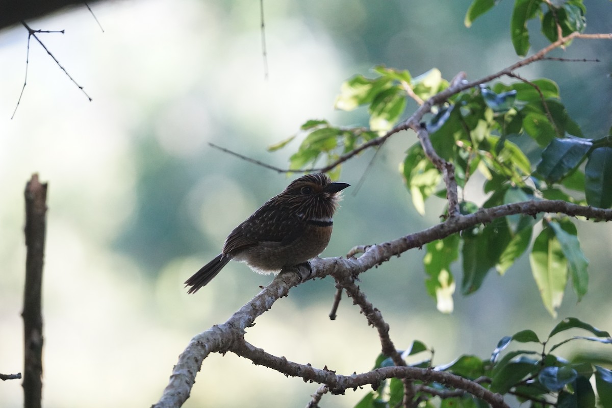 Crescent-chested Puffbird - ML620758041