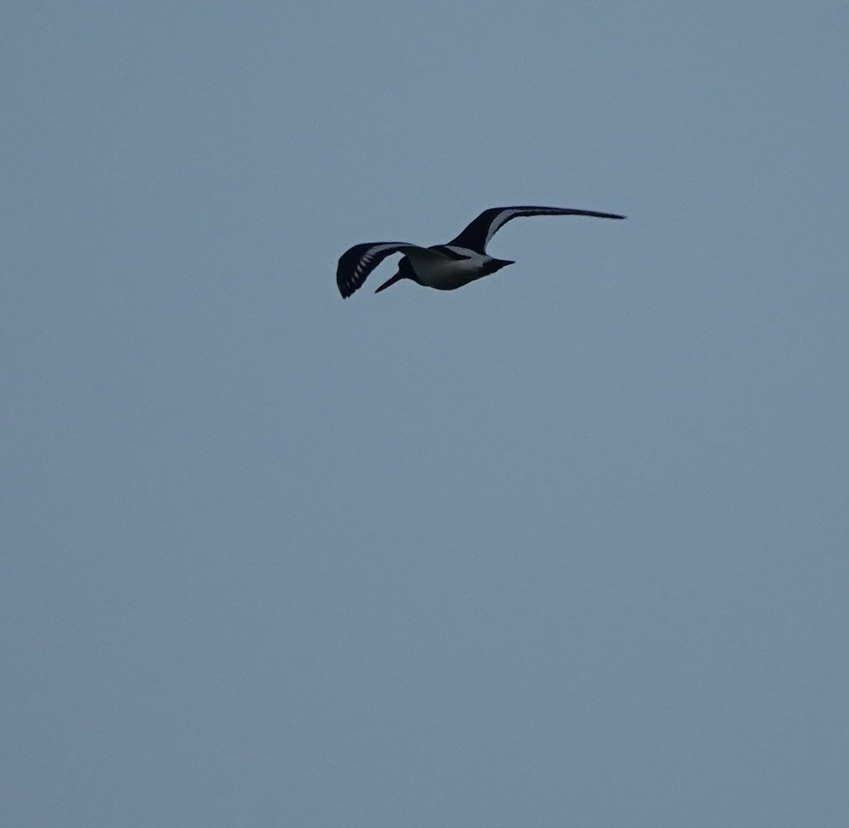 Eurasian Oystercatcher - ML620758044