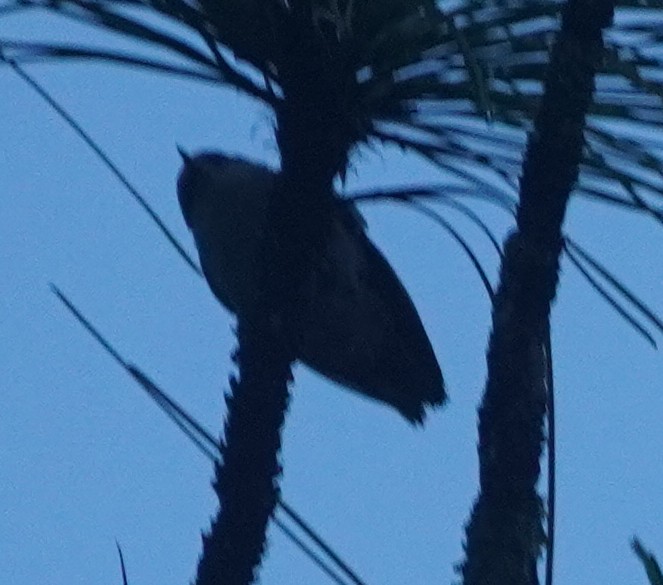 Brown-headed Nuthatch - ML620758051