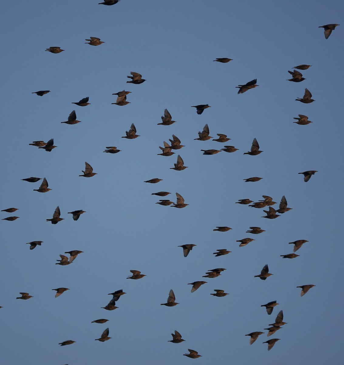 European Starling - ML620758052