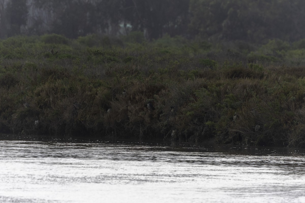 Black-crowned Night Heron - ML620758073