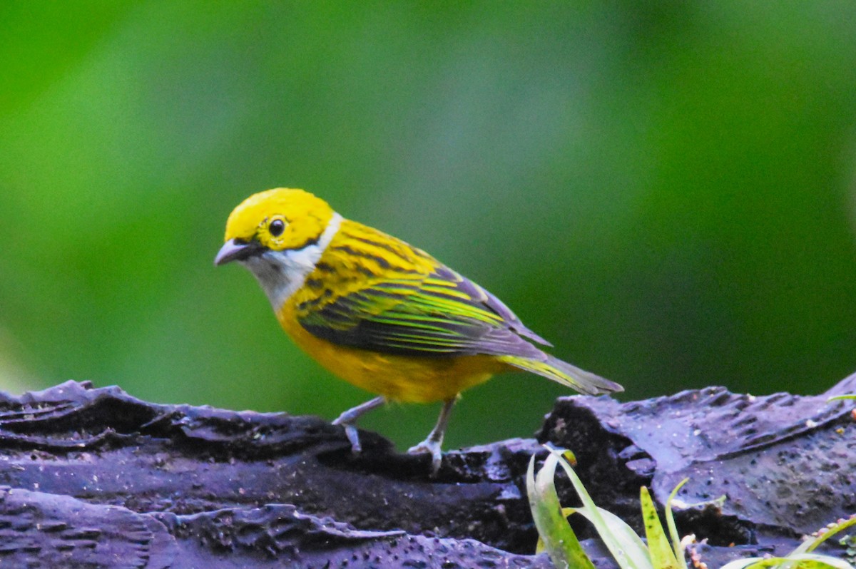 Silver-throated Tanager - ML620758077