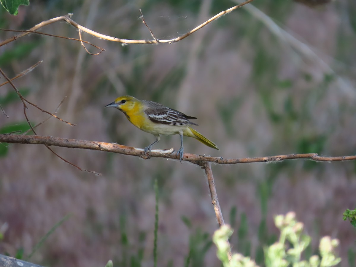 Oriole de Bullock - ML620758079