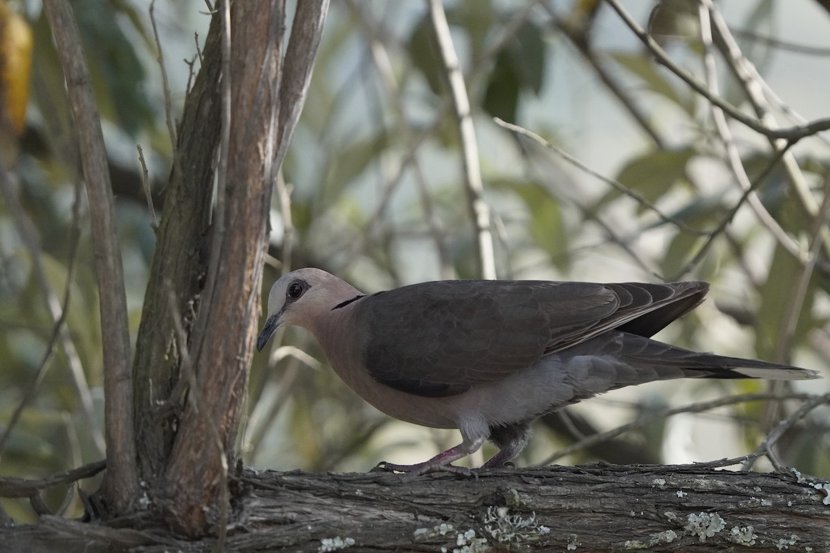 Red-eyed Dove - ML620758084