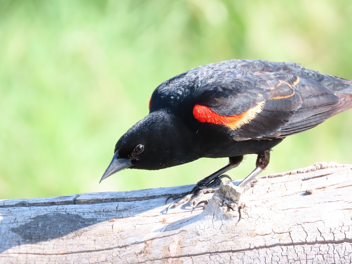 Red-winged Blackbird - Peyton Jackson