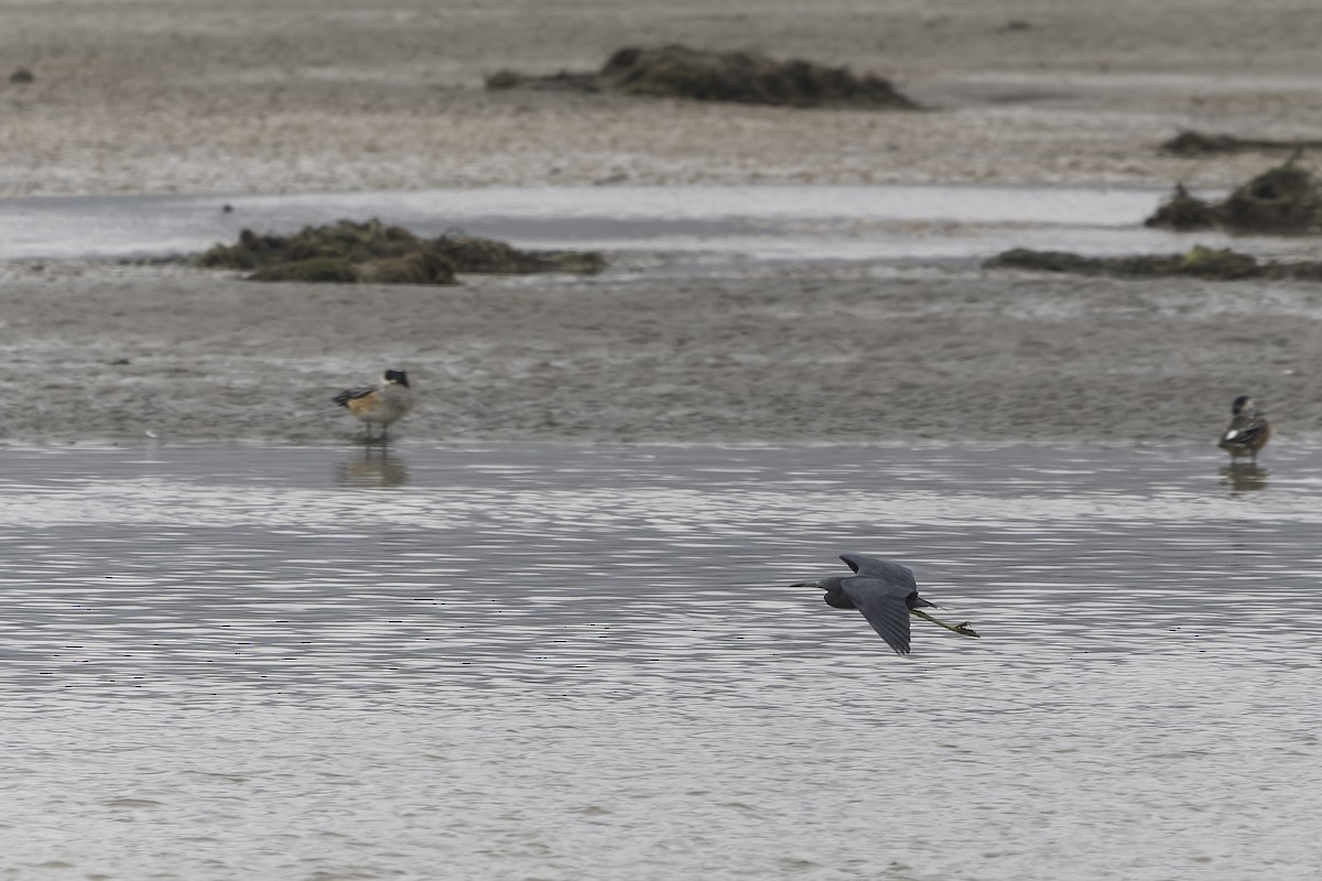 Little Blue Heron - ML620758100